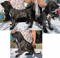 CHIOT